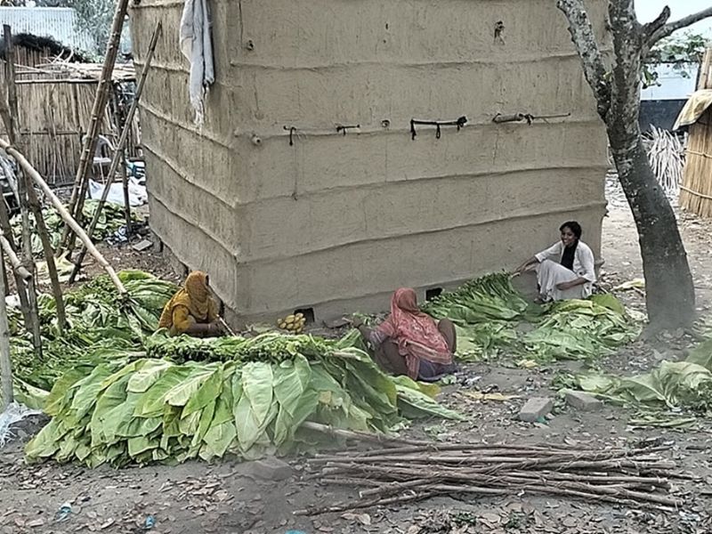 নজরদারির অভাবে বাড়ছে তামাক চাষ, মারাত্মক স্বাস্থ্যঝুঁকিতে নারী, শিশু ও বৃদ্ধরা